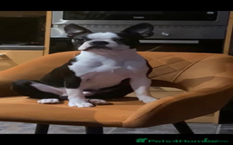 Boston Terrier dogs for sale: Kc registered litter of Bostons  in Goole - Image 3