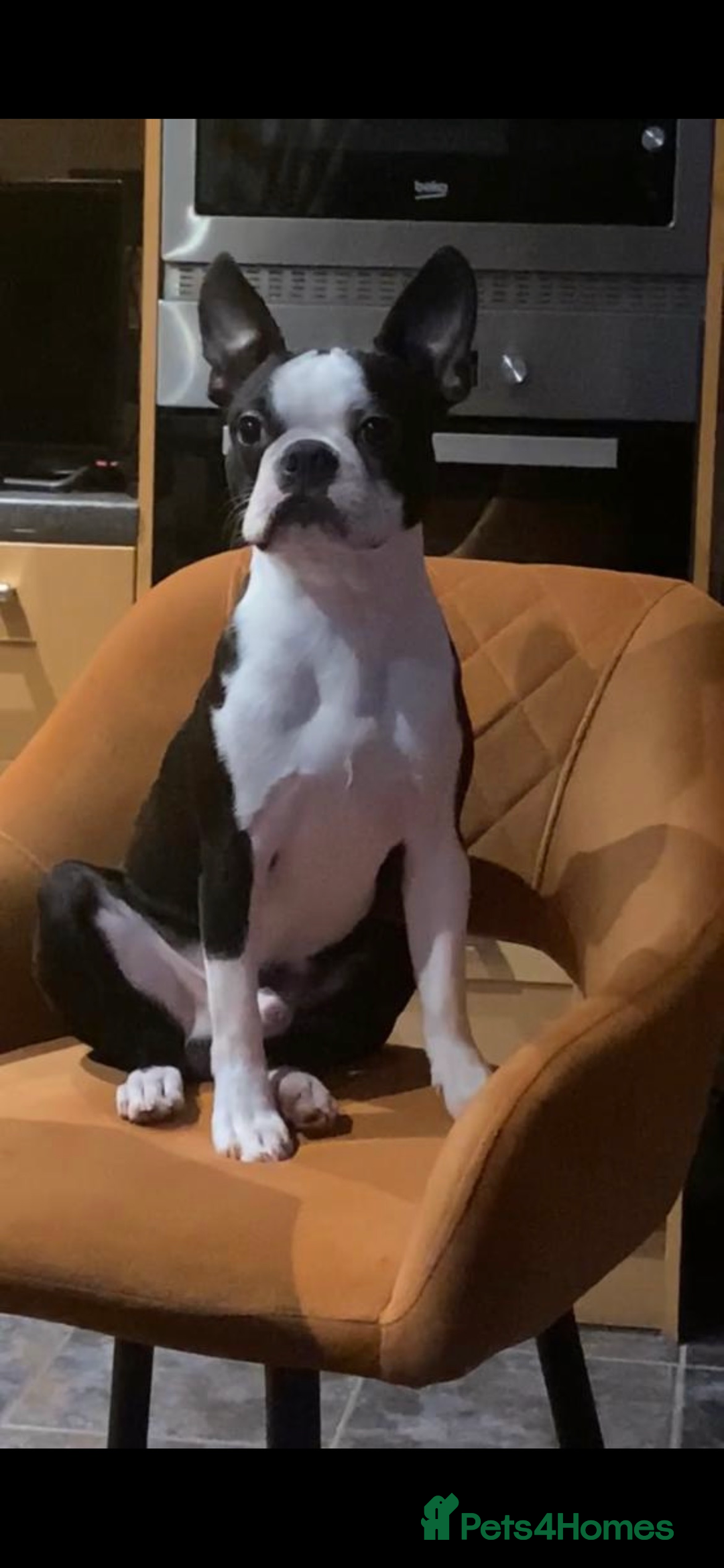 Boston Terrier dogs for sale: Kc registered litter of Bostons  in Goole - Image 3