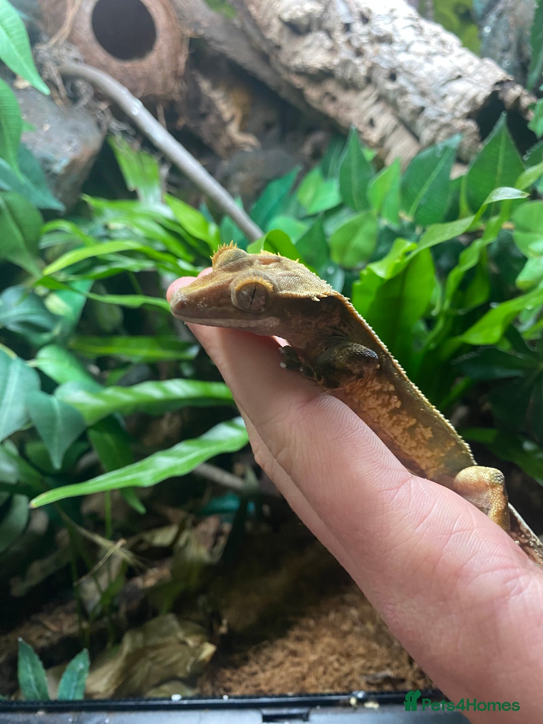 Gecko reptiles for sale: Crested Gecko and Full Bioactive Setup - Image 6