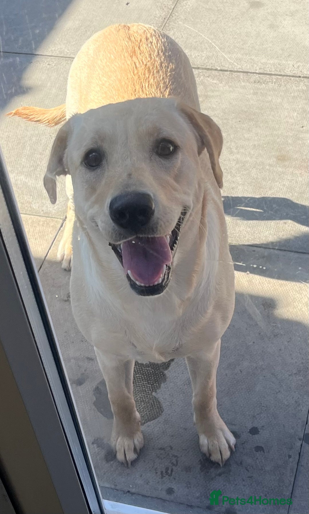 Labrador Retriever dogs for sale: Beautiful Labrador girl  - Image 6