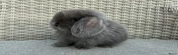 Mini Lop rabbits for sale: Last 2 plush lops available to reserve - Advert 26