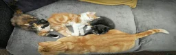 Mixed Breed cats for sale: 3 Lovely Kittens READY FOR A NEW HOME NOW !!! in West Drayton - Advert 11