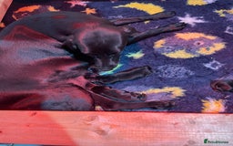 Labrador Retriever dogs for sale: Chunky Labrador pups, fully health tested parents  - Image 2