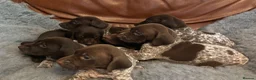 German Shorthaired Pointer dogs for sale: Dorothea and Marjorie - Advert 9