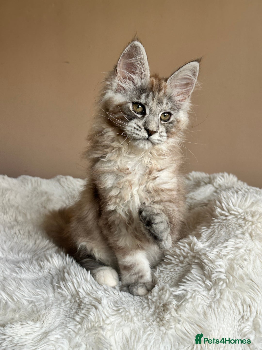 Maine Coon cats for sale: Tica Registered maine coon kitten -  - Advert 5