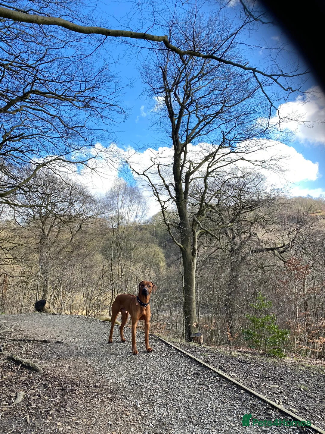 Rhodesian Ridgeback dogs for stud: Proven KC Reg Fully Health Tested RR for Stud in Bolton - Advert 21