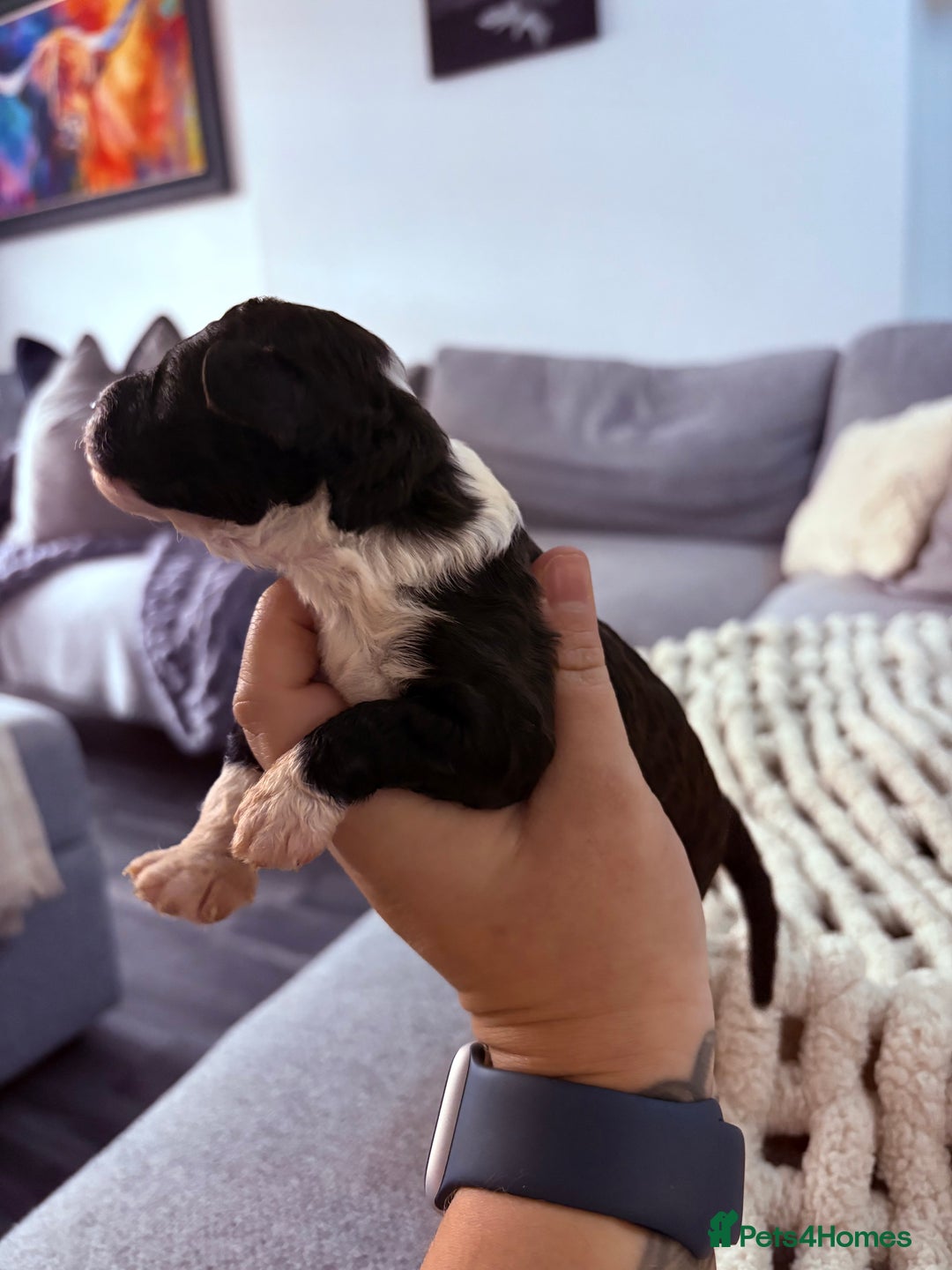 Sproodle dogs for sale: F2 Sproodle Puppies - Image 1