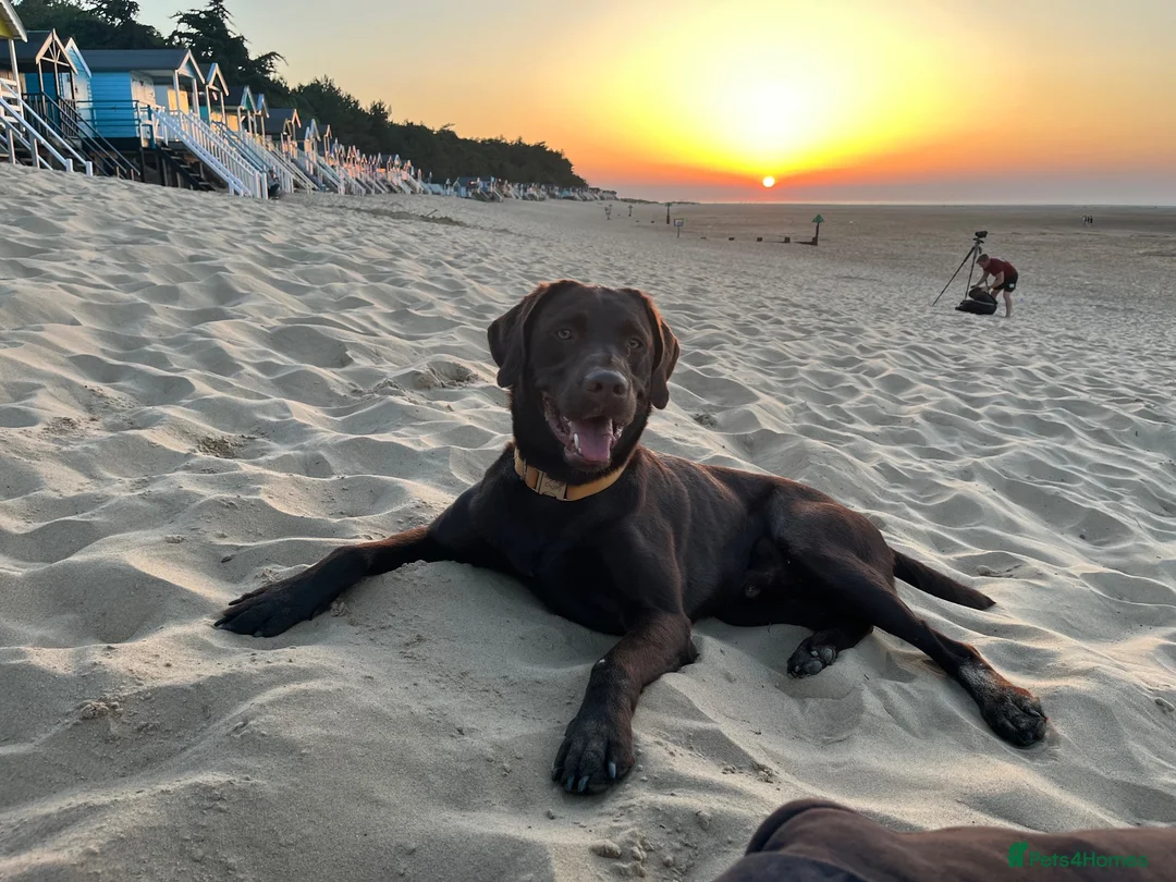 Labrador Retriever dogs for stud: Digby in Norwich - Advert 1