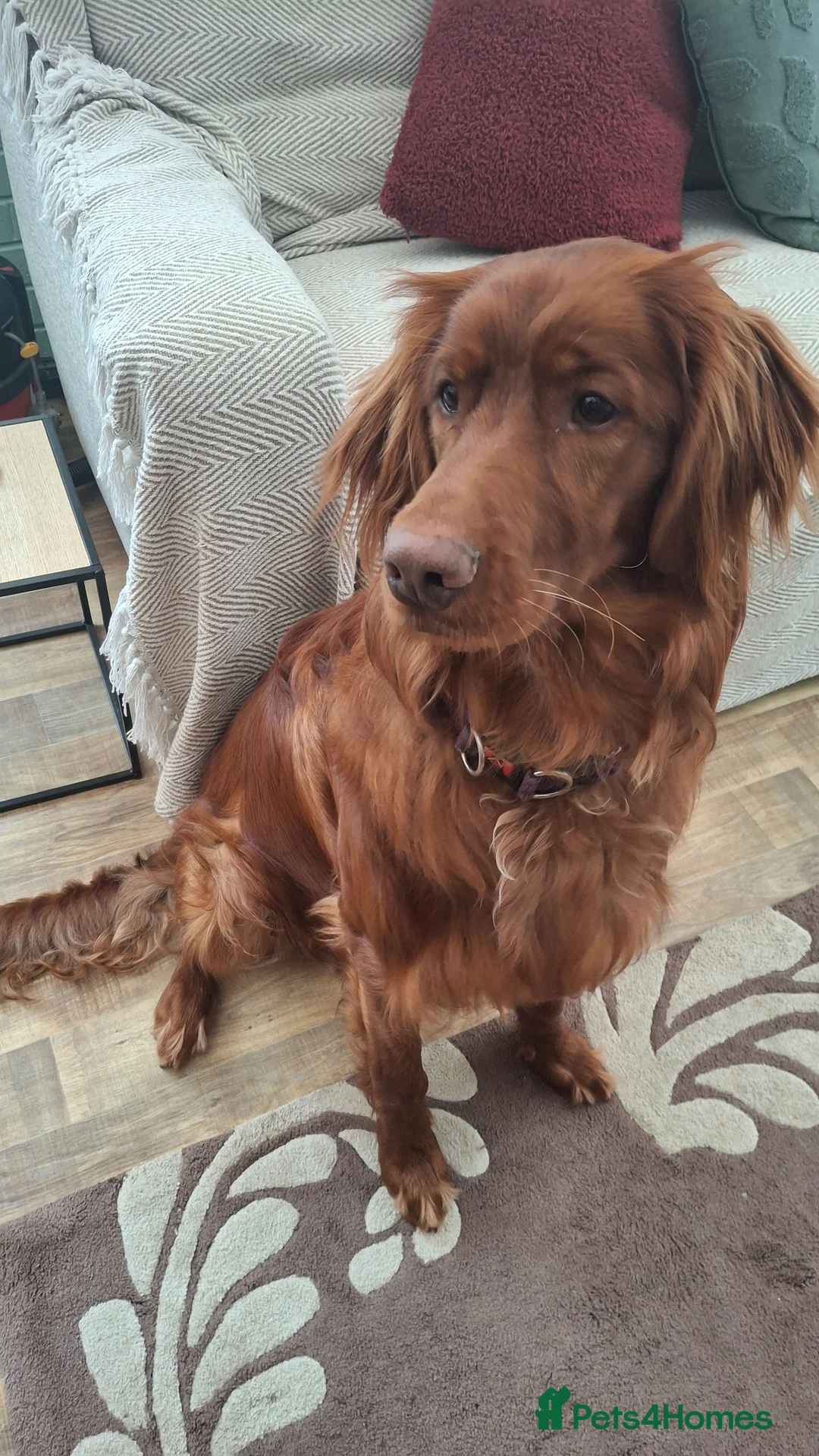 Mixed Breed dogs for sale: Irish Setter For sale - Advert 4