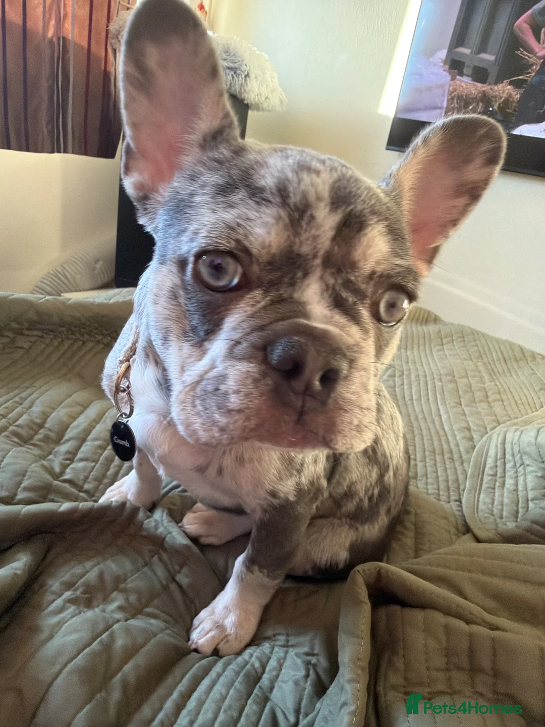French Bulldog dogs for sale: Rehoming-Codeine”Codi” 😊 in Birmingham - Advert 1