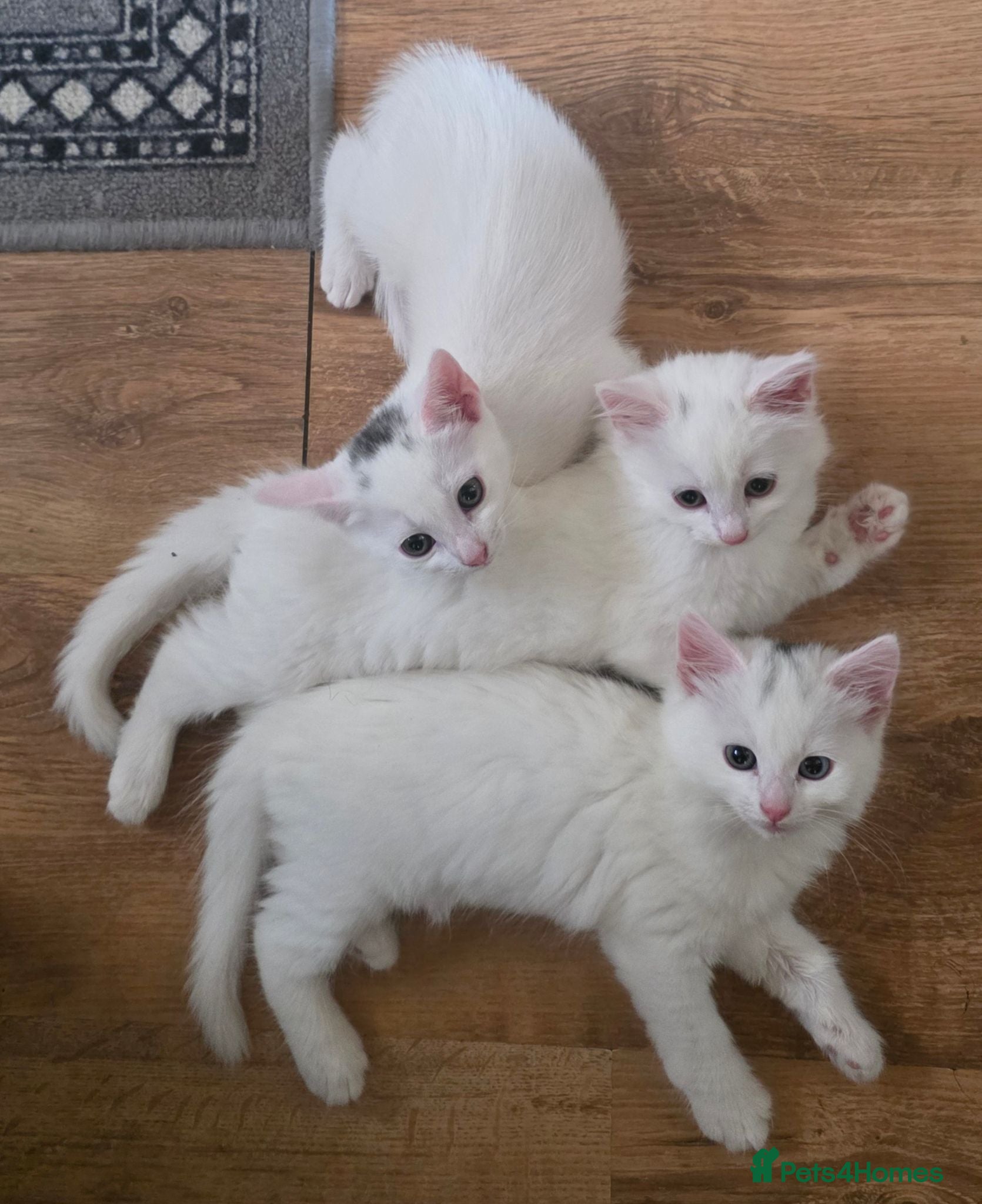 Turkish Angora cats 2 Turkish Angora Kitten - Advert 1