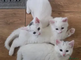 Turkish Angora cats 2 Turkish Angora Kitten - Advert 1