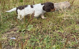 Cocker Spaniel dogs for sale: Extensively Health Tested KC Registered  - Image 4
