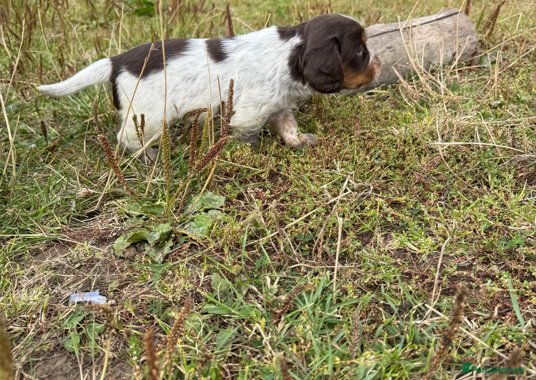 Cocker Spaniel dogs for sale: Extensively Health Tested KC Registered  - Image 4