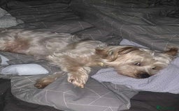 Yorkshire Terrier dogs for sale: Adorable Yorkshire Terrier Male Puppy 🐾 11 w.o. - Image 6