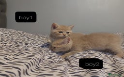 British Shorthair cats for sale: British shorthair kittens and scotish fold  - Image 10