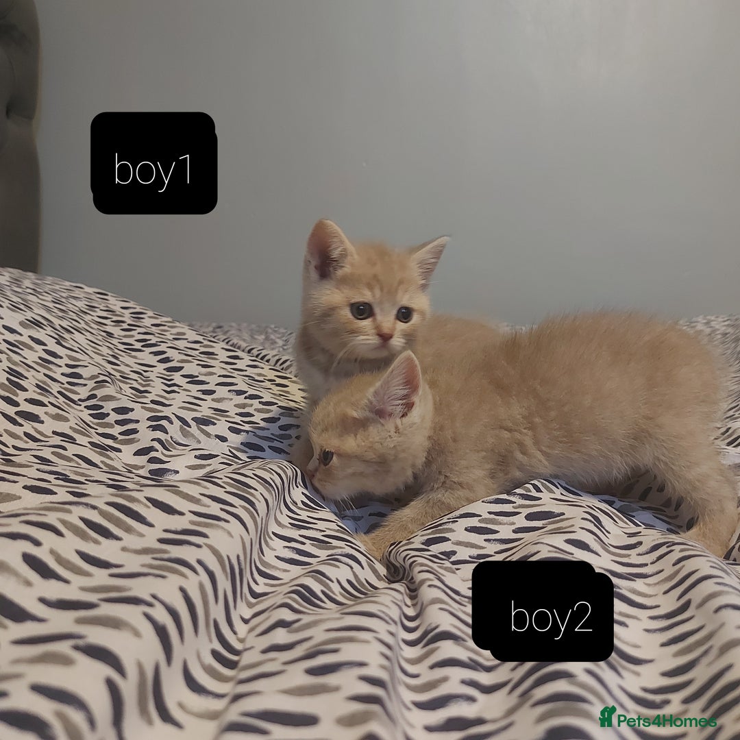 British Shorthair cats for sale: British shorthair kittens and scotish fold  - Image 10