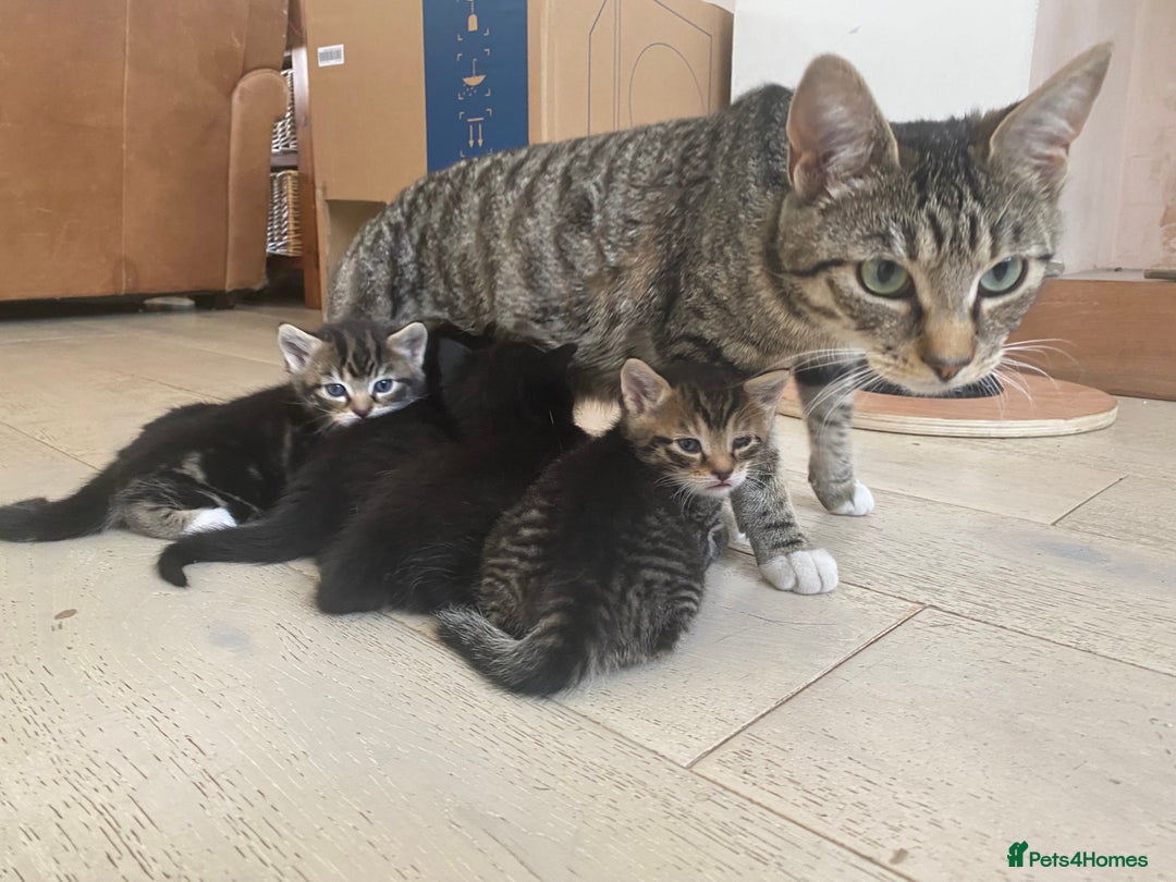 Mixed Breed cats for sale: Four beautiful little kittens - Image 13