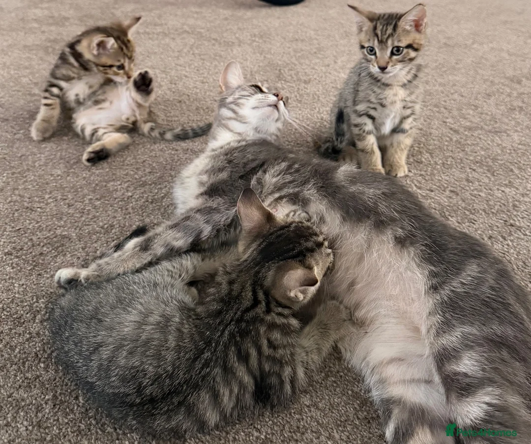 Mixed Breed cats for sale: British Blue Tabby X Domestic Short Hair Kittens in Luton - Advert 7