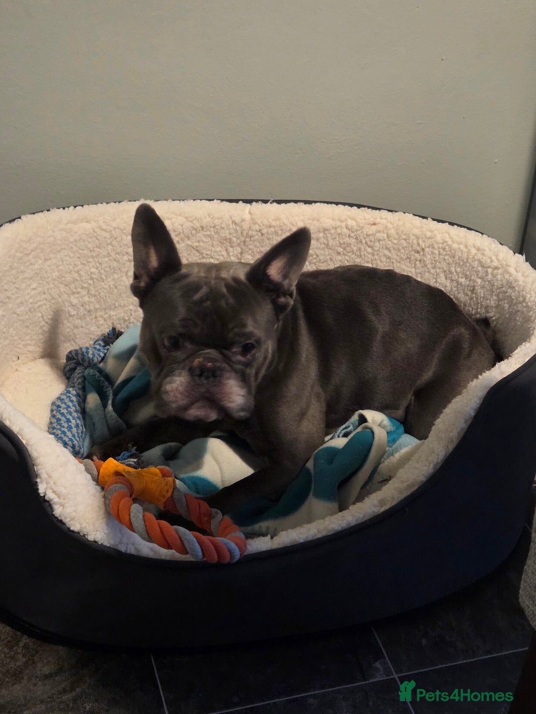 Mixed Breed dogs for sale: Hugo 5yr old bulldog - Advert 3