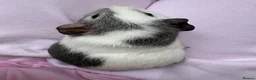 Guinea Pig rodents for sale: Really friendly bonded baby boys available  - Advert 11