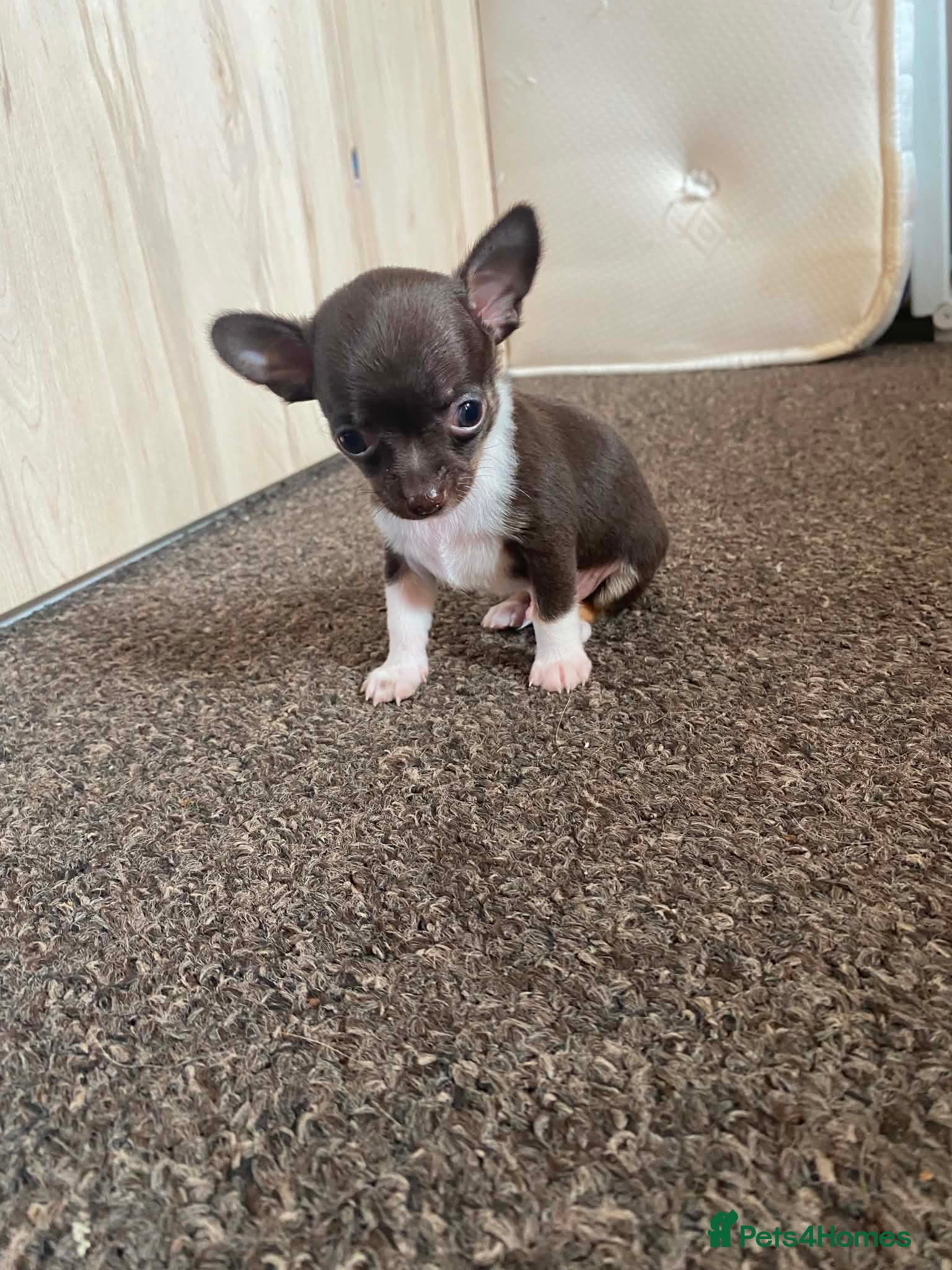 Chihuahua dogs for sale: Chihuahua puppies - Advert 3