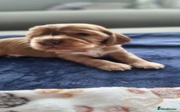 Cocker Spaniel dogs for sale: Charming English Show Cocker Spaniel Puppies  - Advert 11