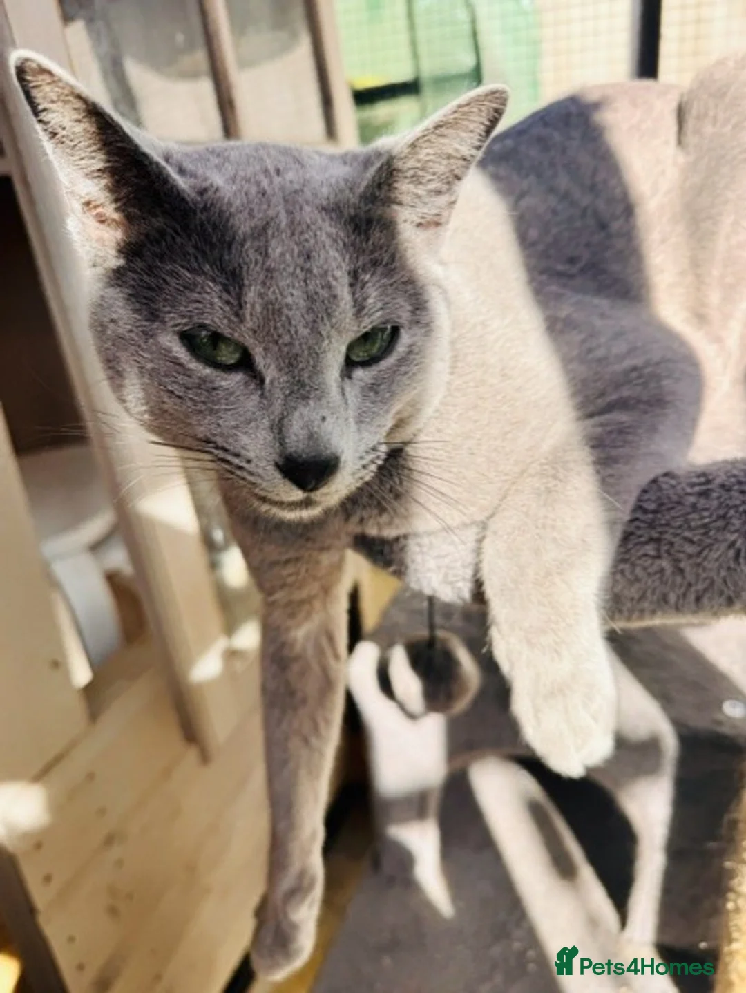 Russian Blue cats for stud: Pure Russian blue stud - Advert 4