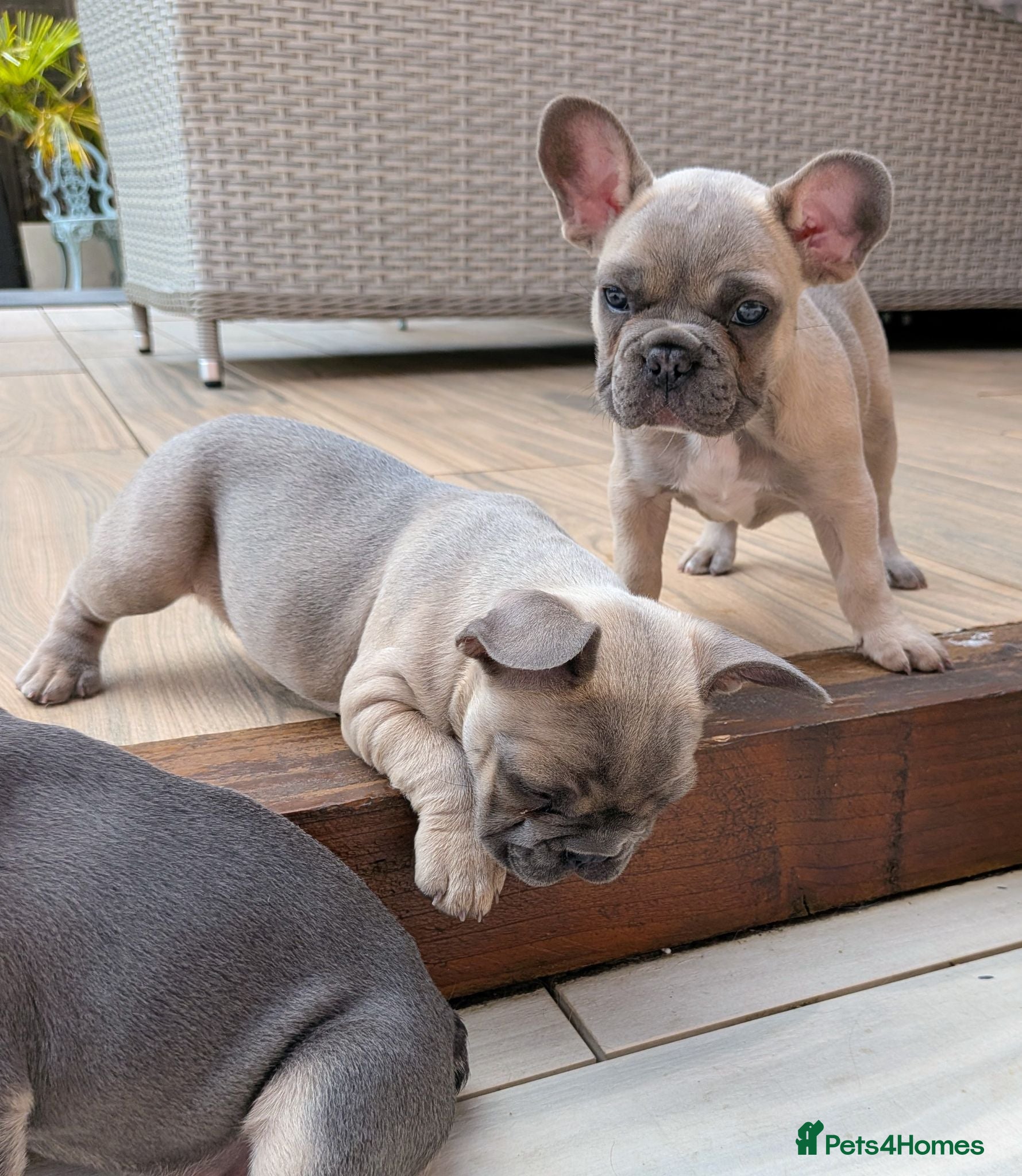 French Bulldog dogs French bulldog puppies Kennel Club registered  - Advert 2