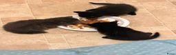 Domestic Shorthair cats for sale: Beautiful kittens nearly ready for a new home - Advert 11