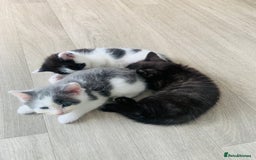 Domestic Shorthair cats for sale: Beautiful kittens ready to go 🐈‍⬛ - Image 25