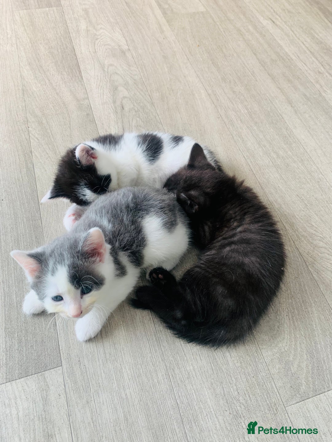 Domestic Shorthair cats for sale: Beautiful kittens ready to go 🐈‍⬛ - Image 25