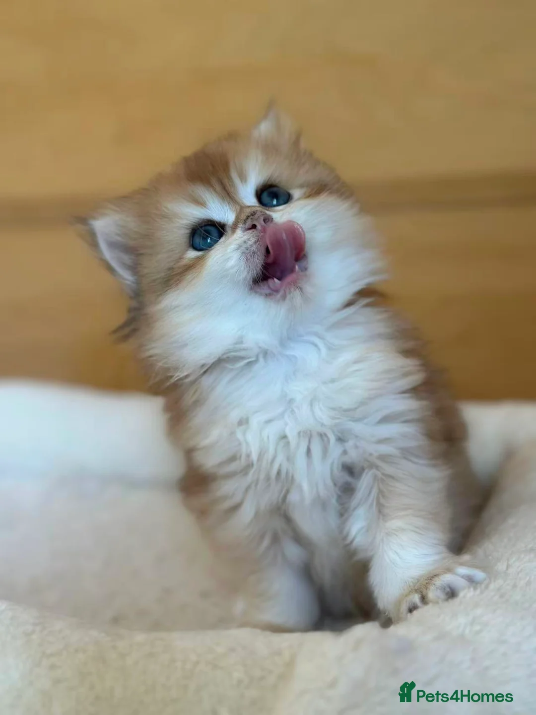 British Longhair cats for sale: Gorgeous Lap-Kittens: Black, Blue & Lilac Golden - Advert 1