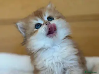 British Longhair cats Gorgeous Lap-Kittens: Black, Blue & Lilac Golden - Advert 6