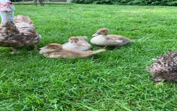 Ducks poultry for sale: Muscovy ducks - Image 7