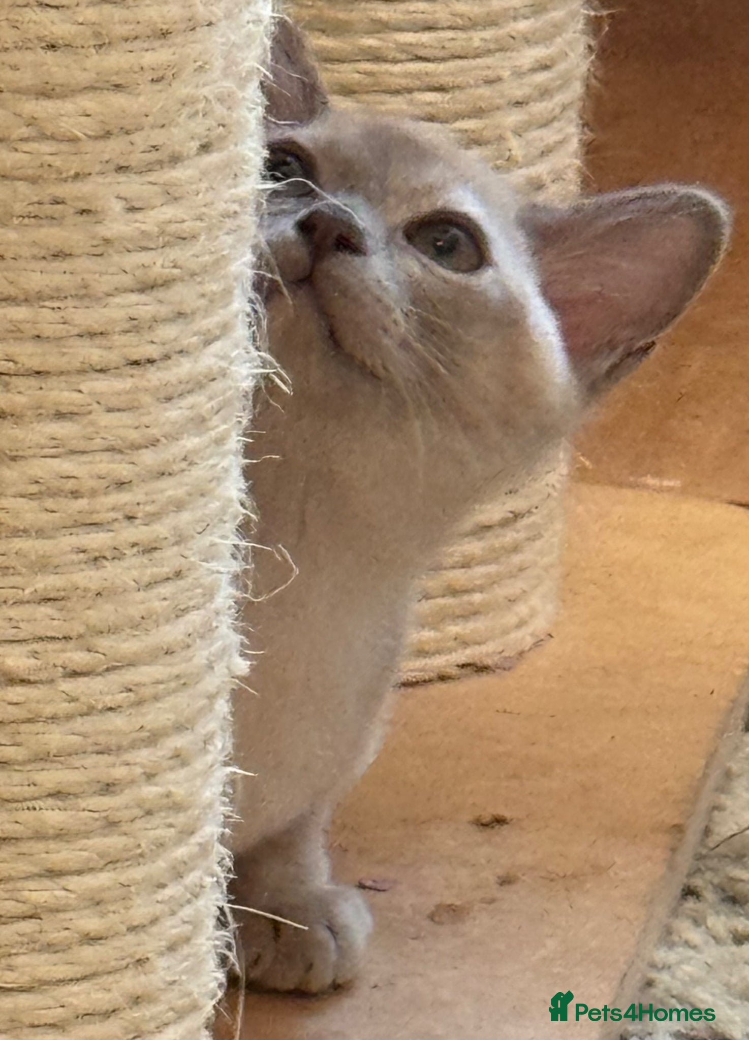 Burmese cats for sale: Adorable Burmese Kittens - Advert 8