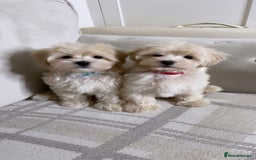 Maltipoo dogs for sale: F1 maltipoo puppy’s ready now KC reg parents - Image 1