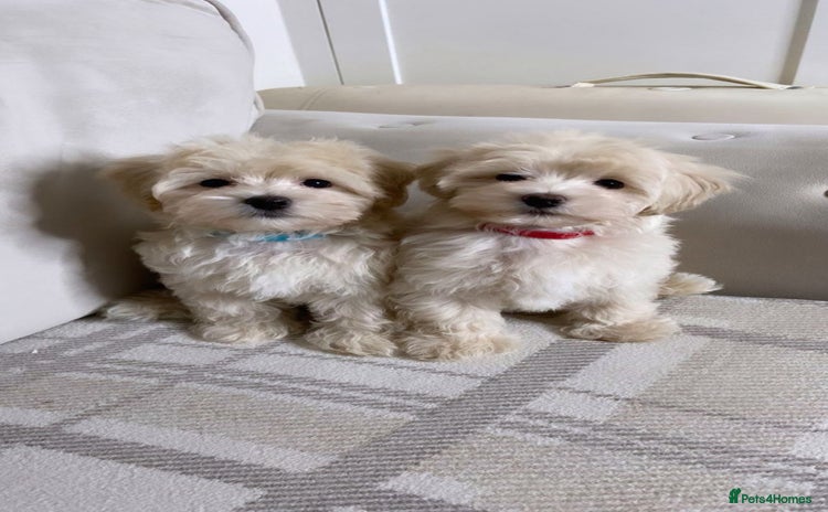 Maltipoo dogs - Advert 14