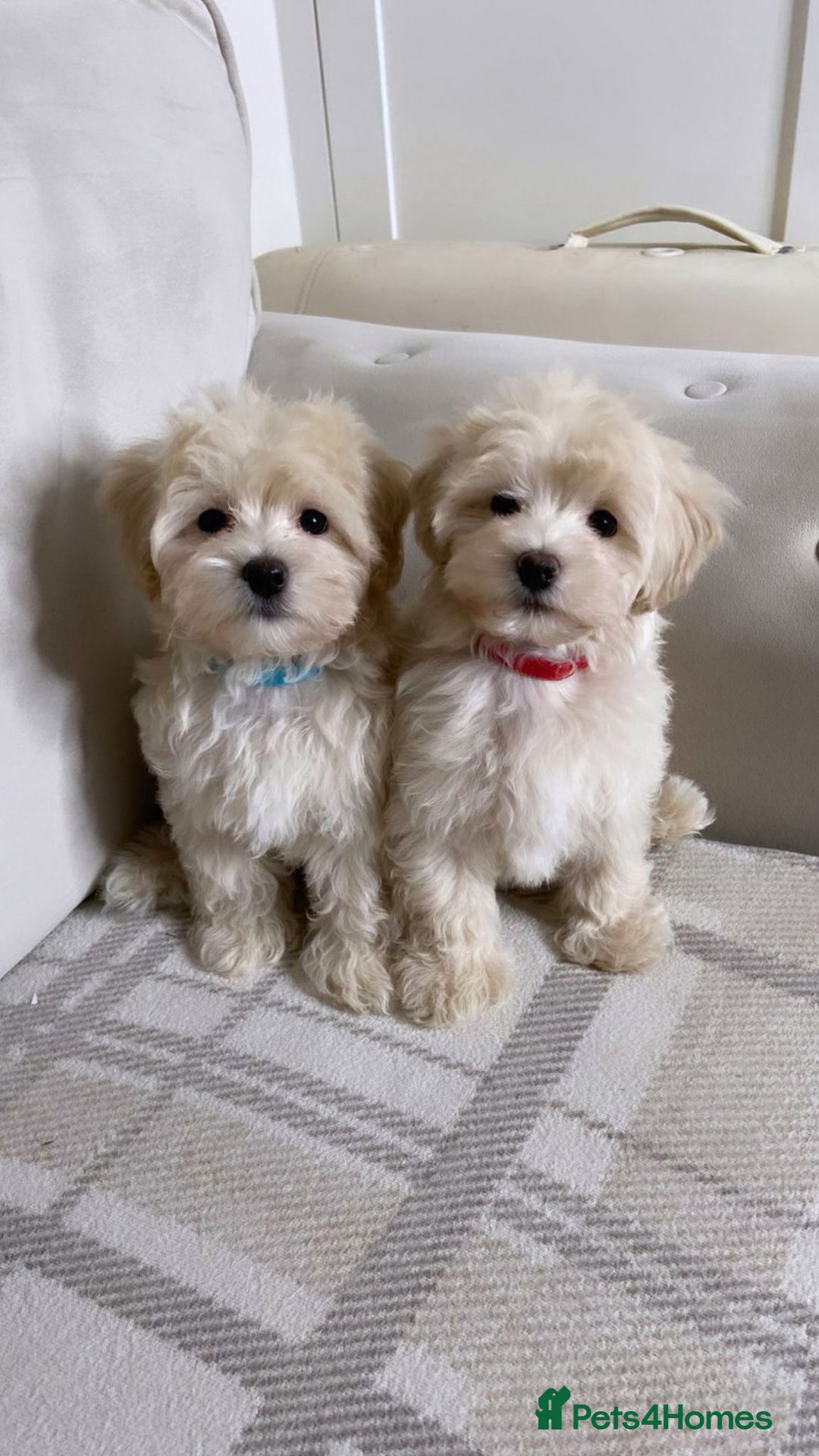 Maltipoo dogs for sale: F1 maltipoo puppy’s ready now KC reg parents - Image 1