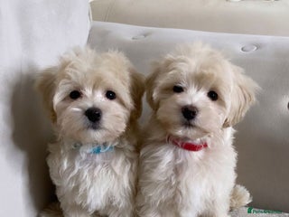 Maltipoo dogs for sale - Advert 1