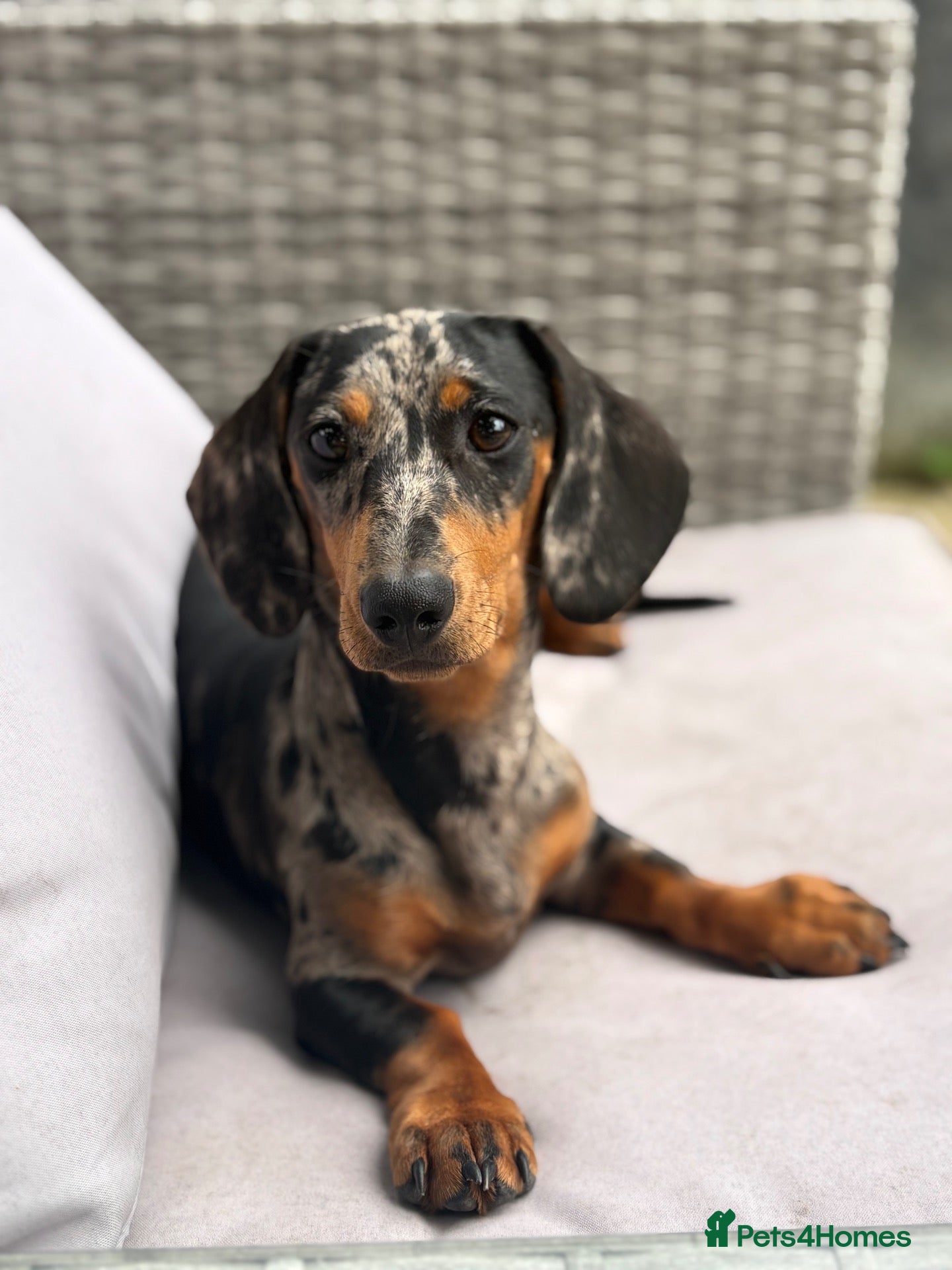 Miniature Dachshund dogs Miniature Dachshund female merle - Advert 1