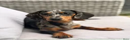 Miniature Dachshund dogs for sale: Miniature Dachshund female merle in Hull - Advert 1