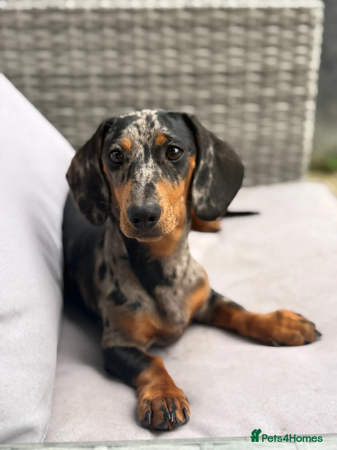 Miniature Dachshund dogs for sale: Miniature Dachshund female merle in Hull - Advert 1