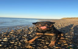 Rottweiler dogs for stud: Champion Rottweiler for Stud - Image 1