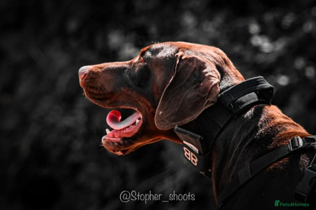 Dobermann dogs for stud: Proven chocolate and tan male for stud in Coventry - Advert 5