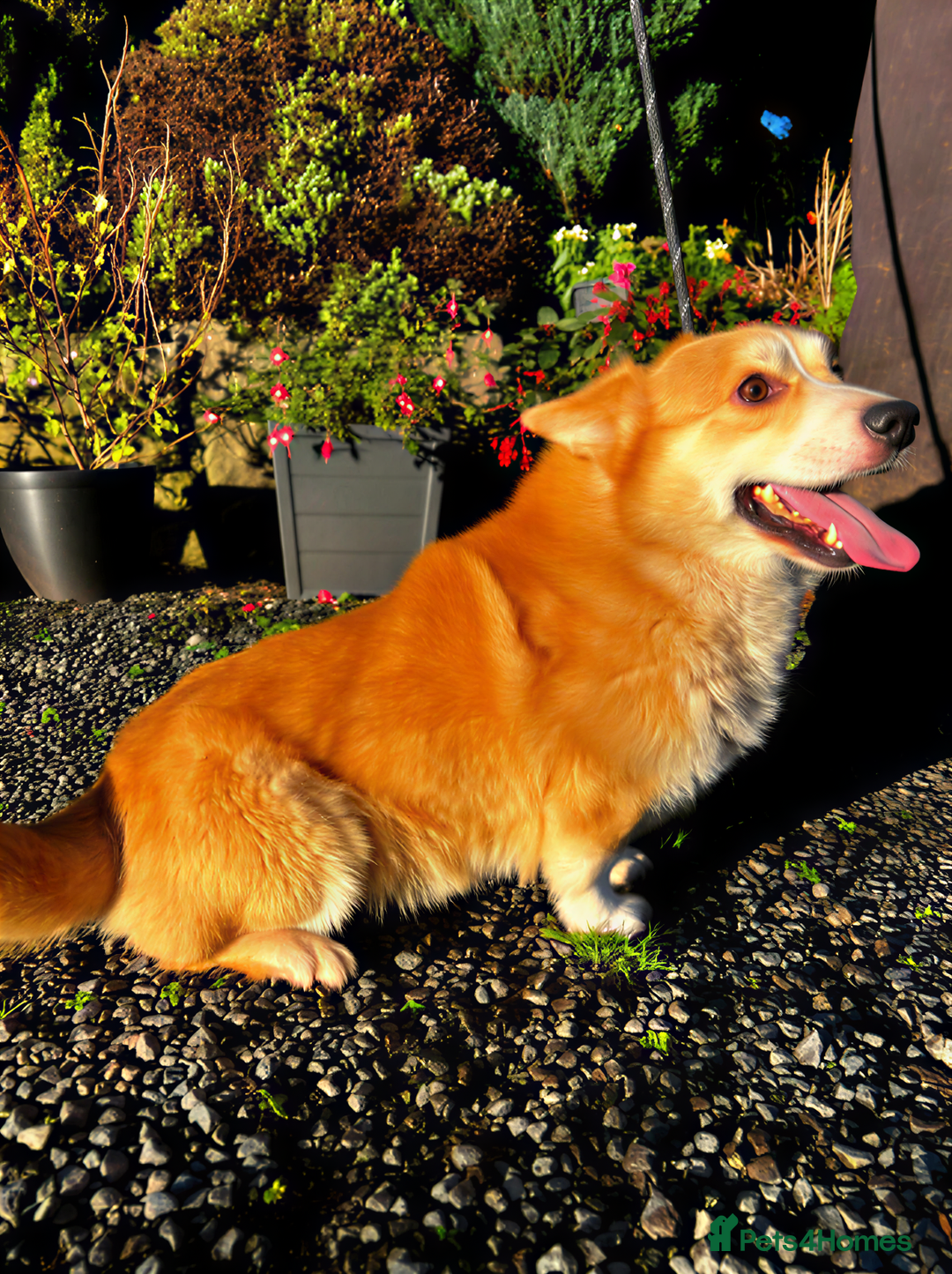 Welsh Corgi Pembroke dogs for sale: Stubby loving Corgi - Advert 2