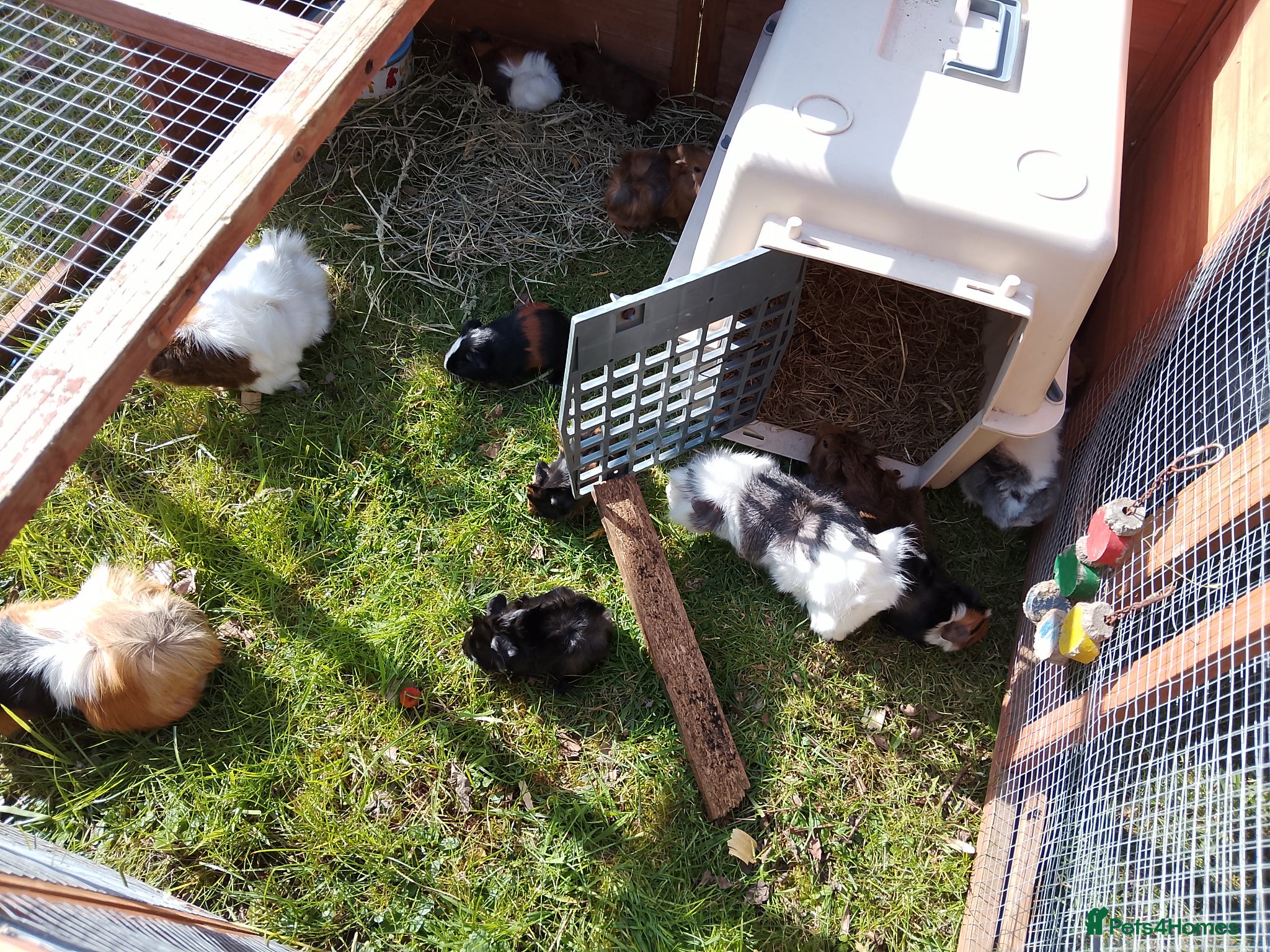 Guinea Pig rodents Baby guinea boars & sows looking for new homes - Advert 20