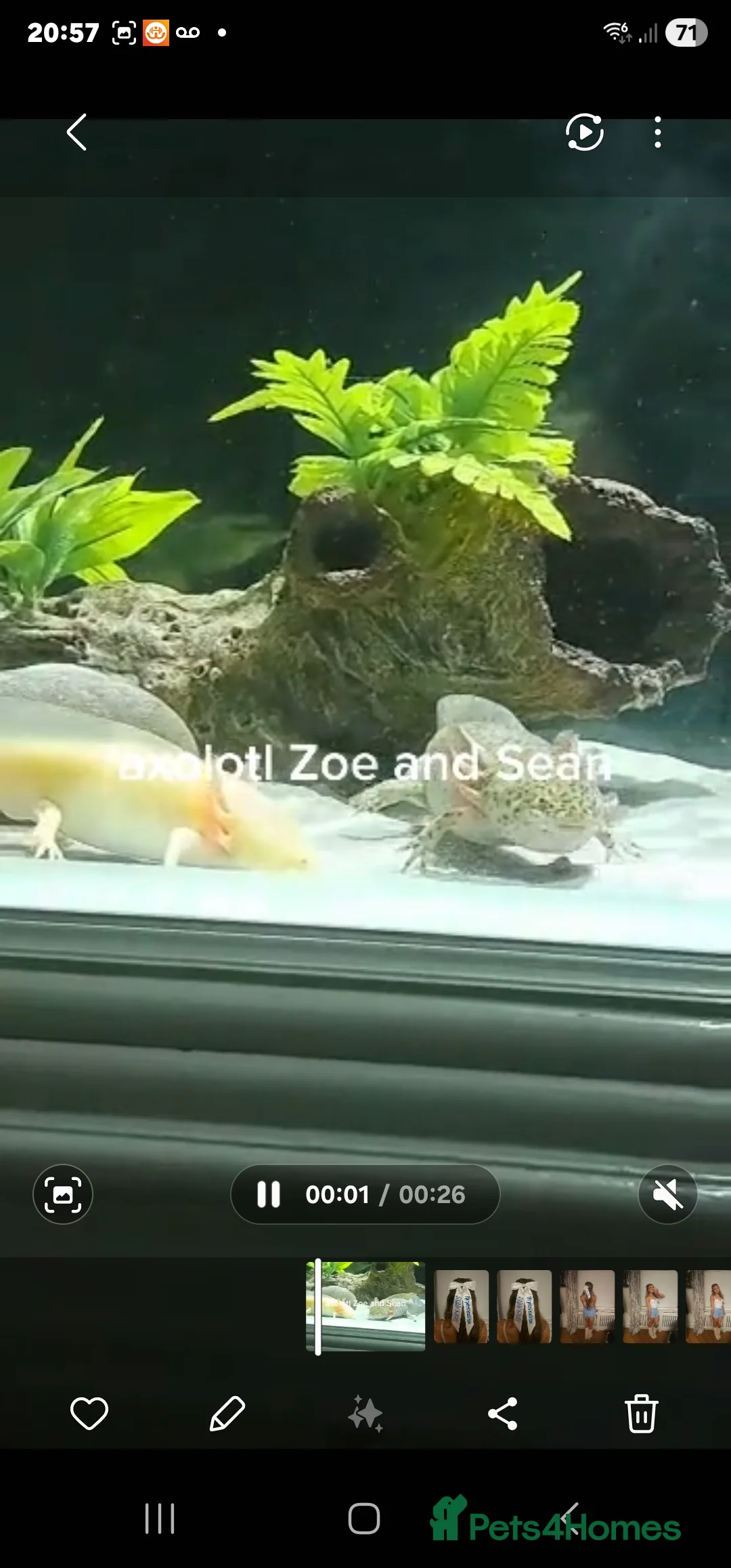 Axolotl reptiles for sale: Axolotl male and female  - Advert 4