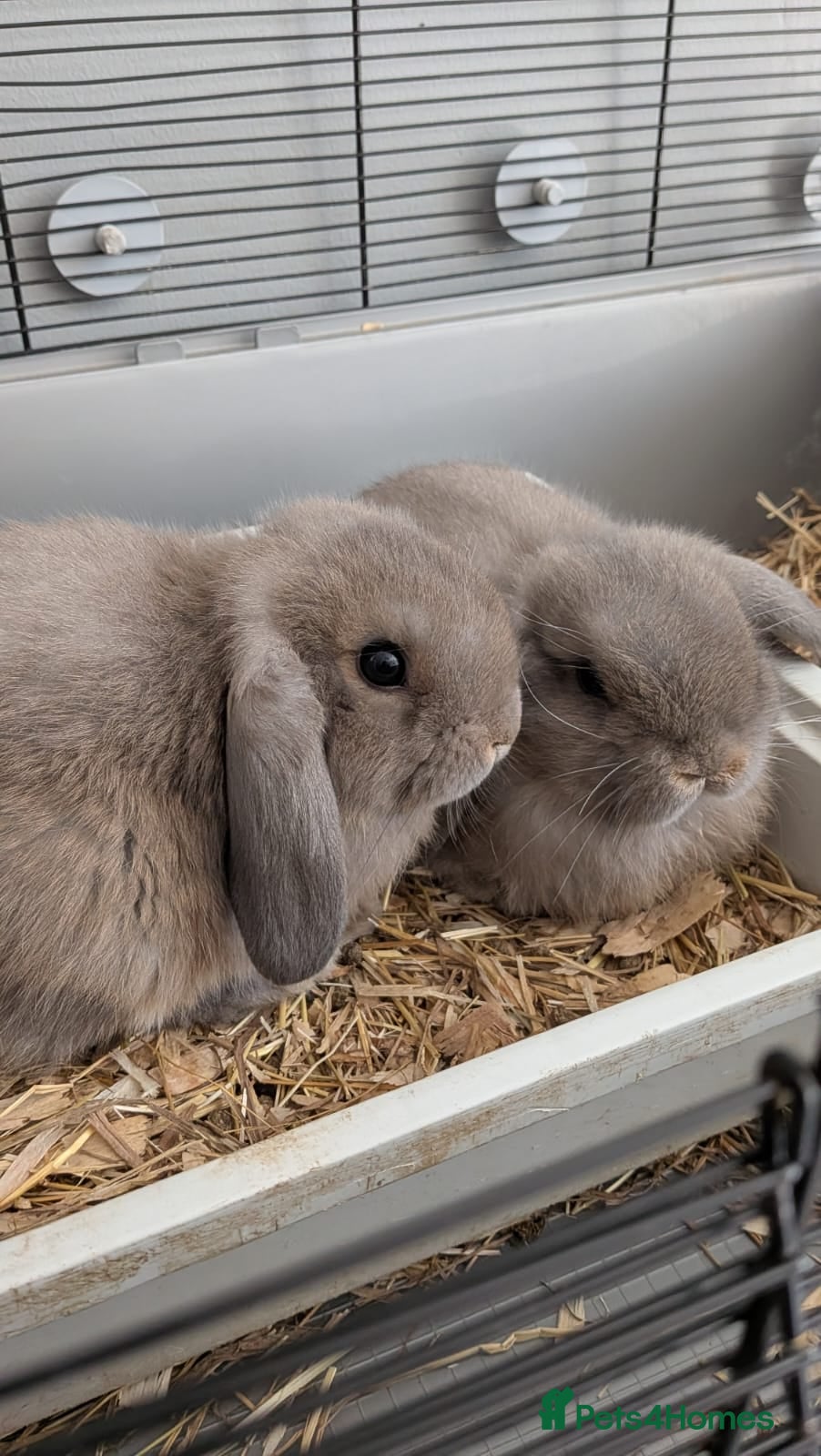 Mini Lop rabbits 3 male mini lips  - Advert 1