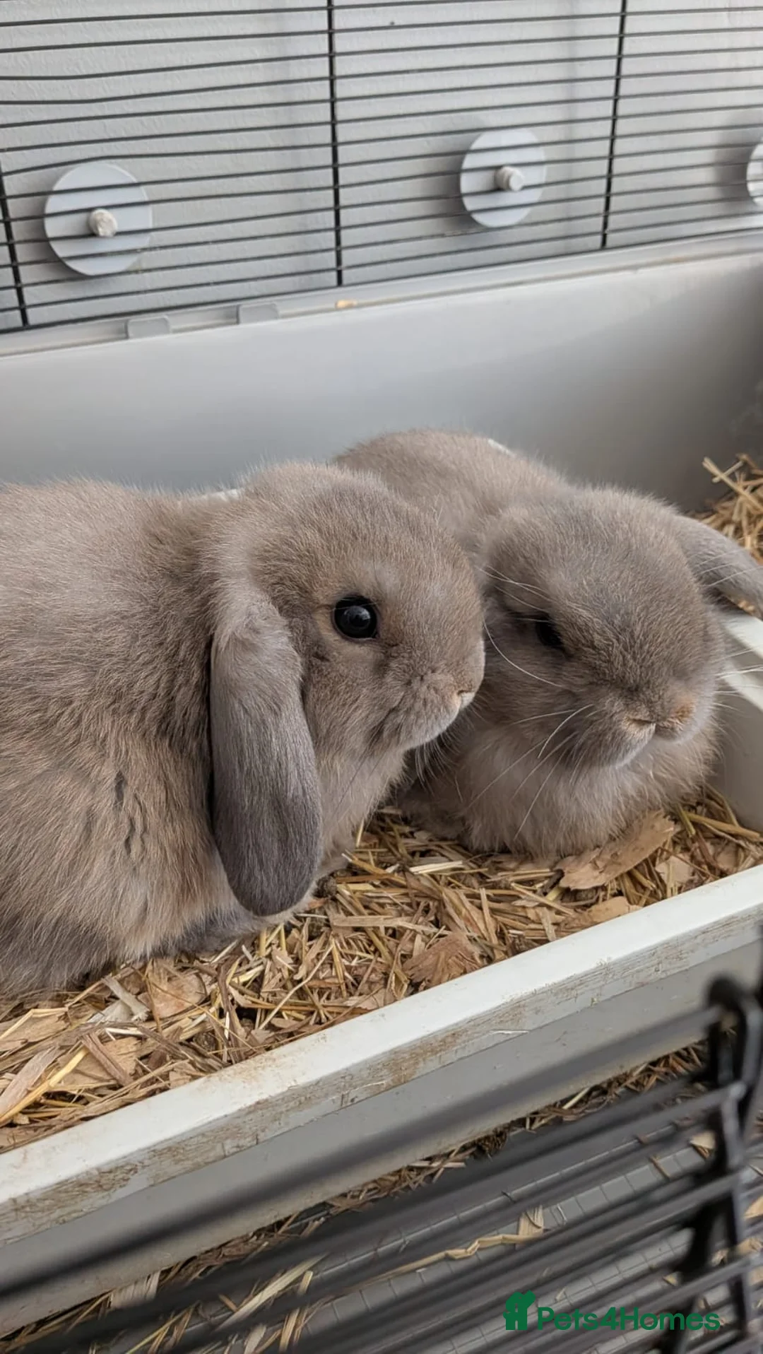 Mini Lop rabbits for sale: 3 male mini lips  - Advert 1